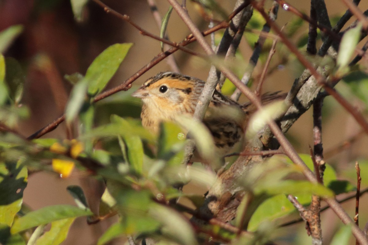 LeConte's Sparrow - ML644595202