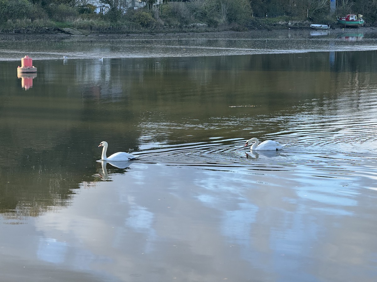 疣鼻天鵝 - ML644595207