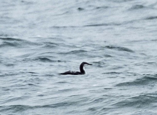 Plongeon du Pacifique - ML644595208