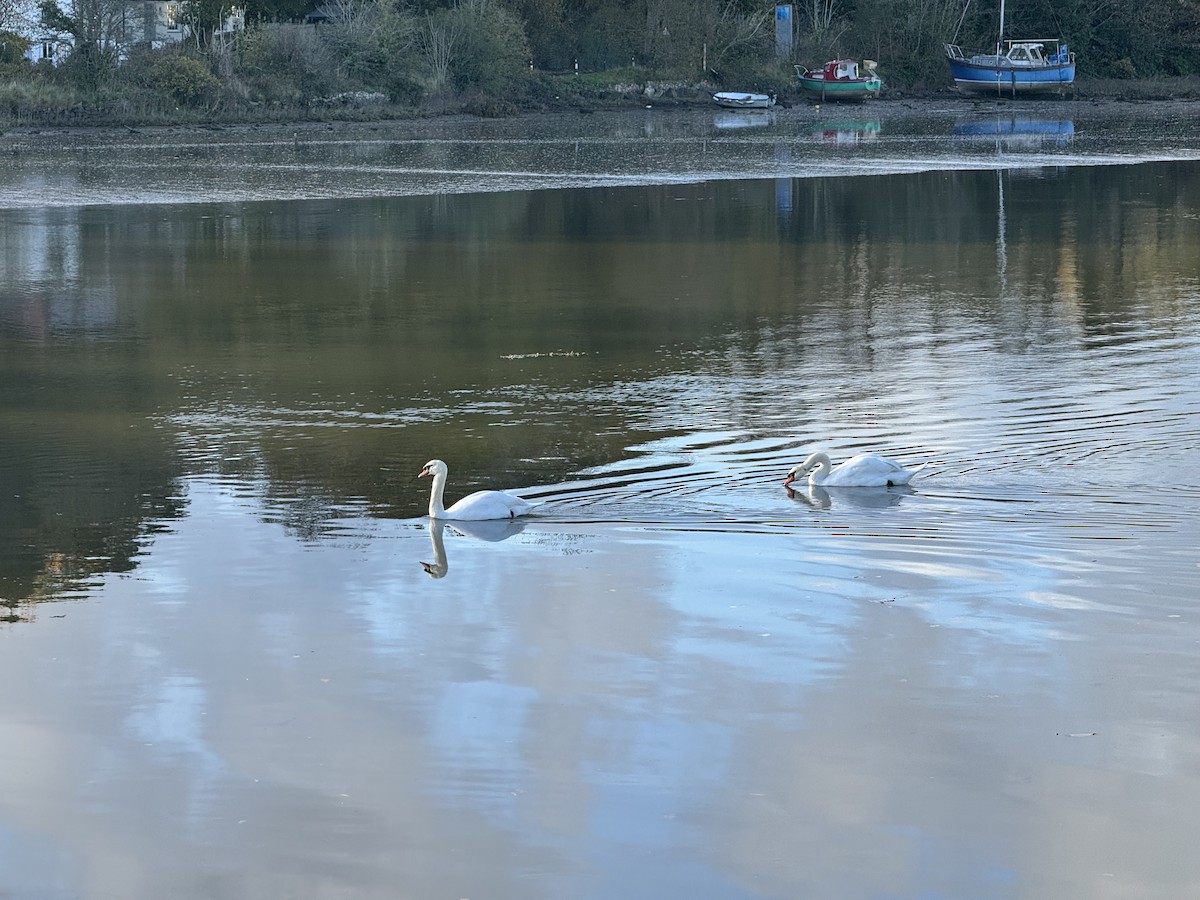 疣鼻天鵝 - ML644595211