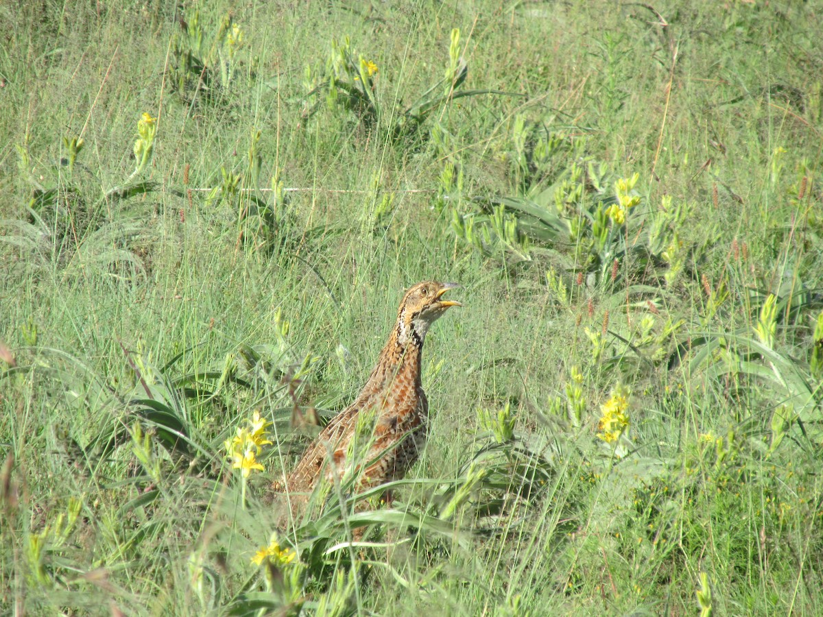 Shelley's Francolin - ML644595219