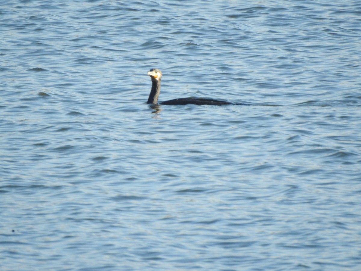 Kormoran - ML644595230