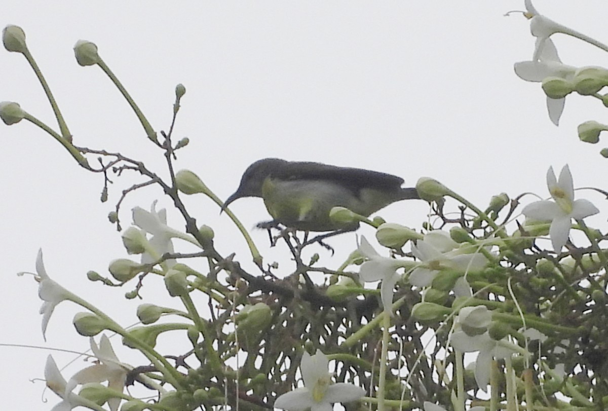 Suimanga Cingalés - ML644595240