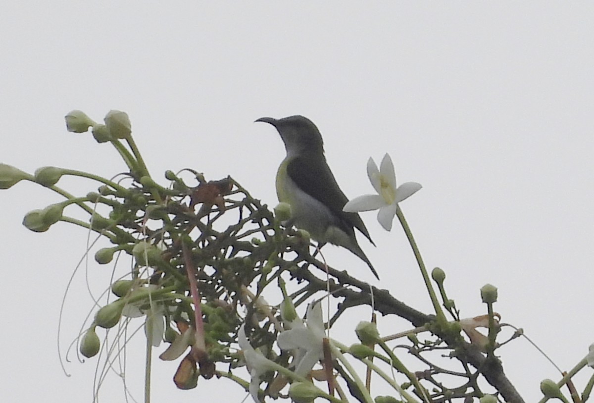 Suimanga Cingalés - ML644595241