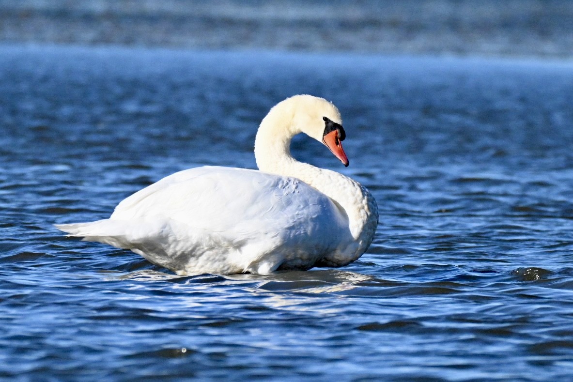 疣鼻天鵝 - ML644595243