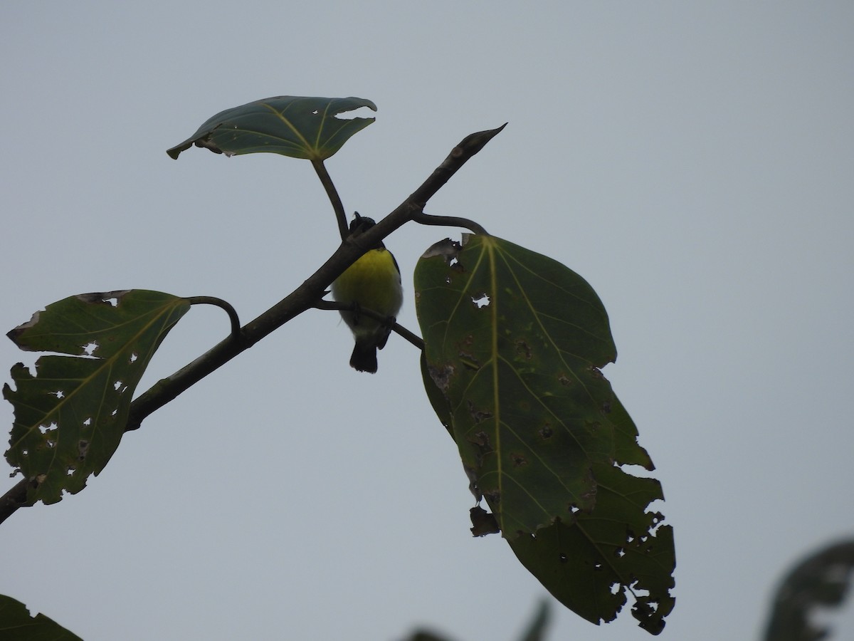 Suimanga Cingalés - ML644595273