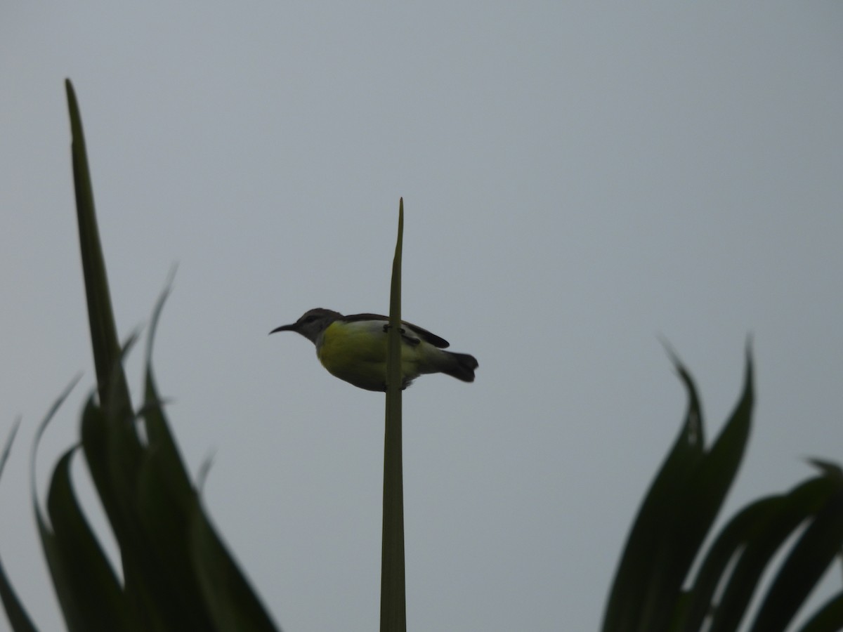 Suimanga Cingalés - ML644595274