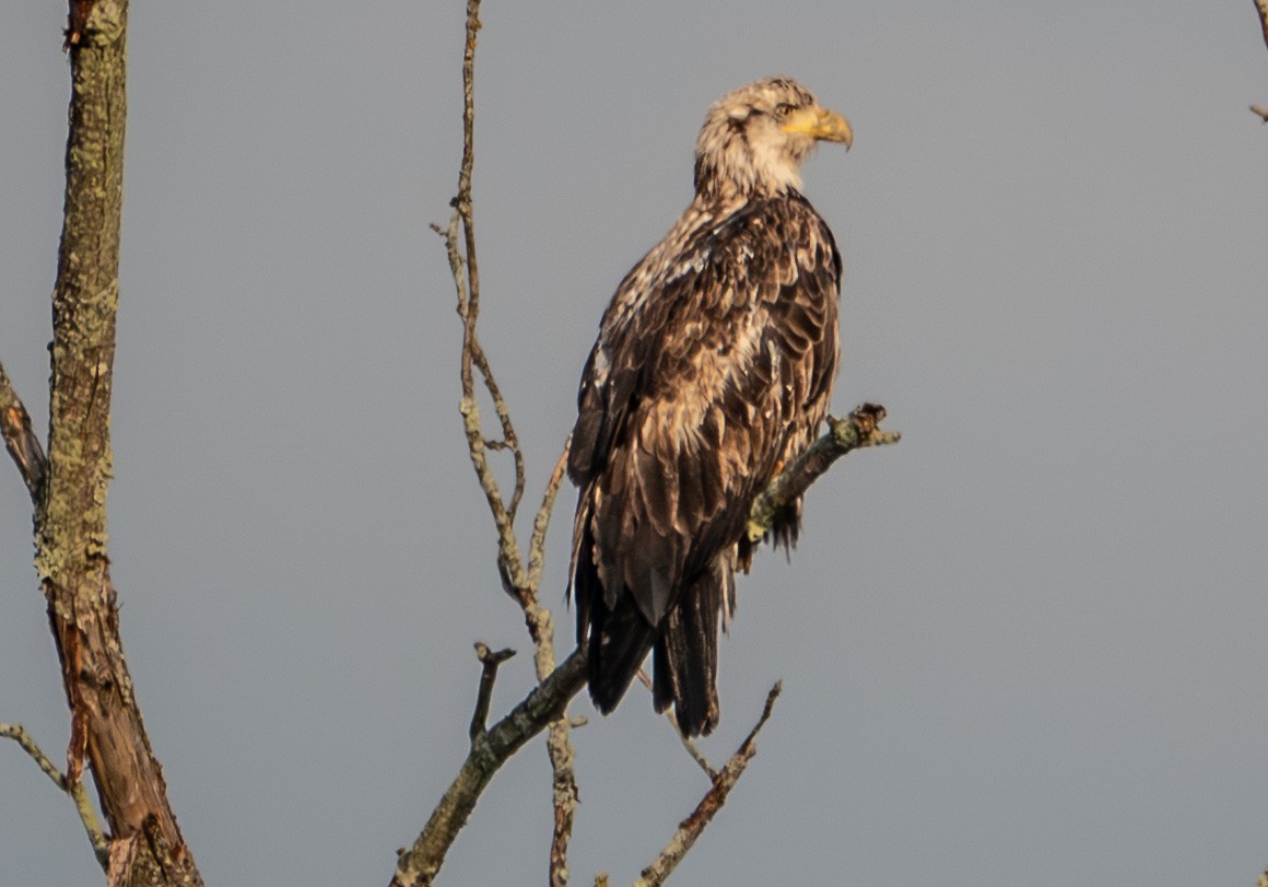 Bald Eagle - ML644595284