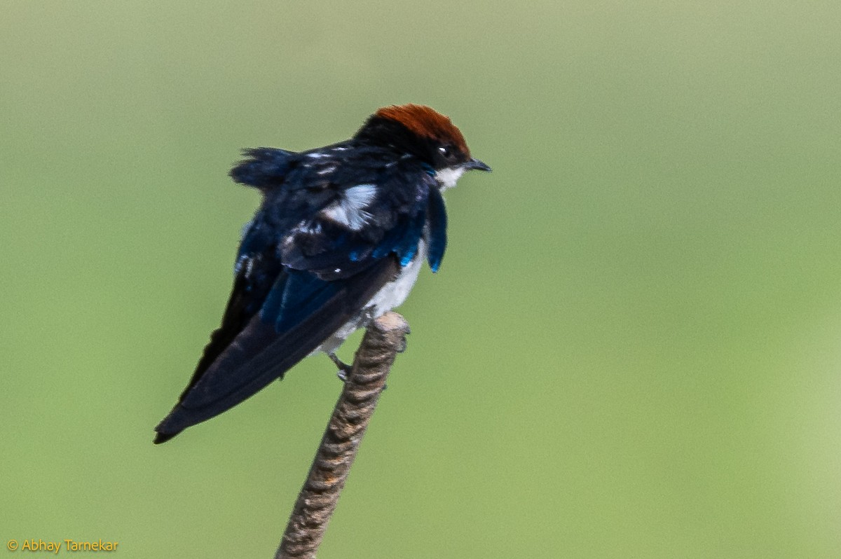 trådstjertsvale - ML644595287