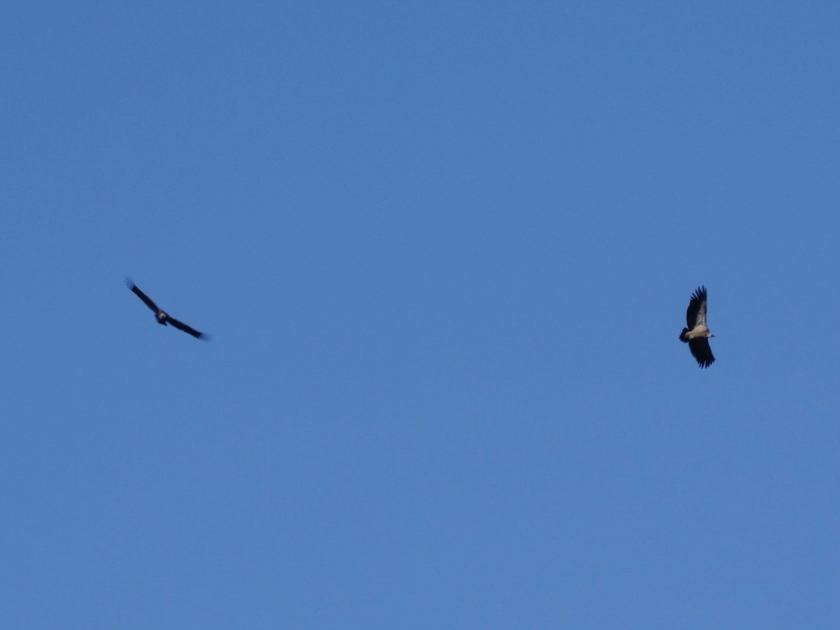 Eurasian Griffon - ML644595292