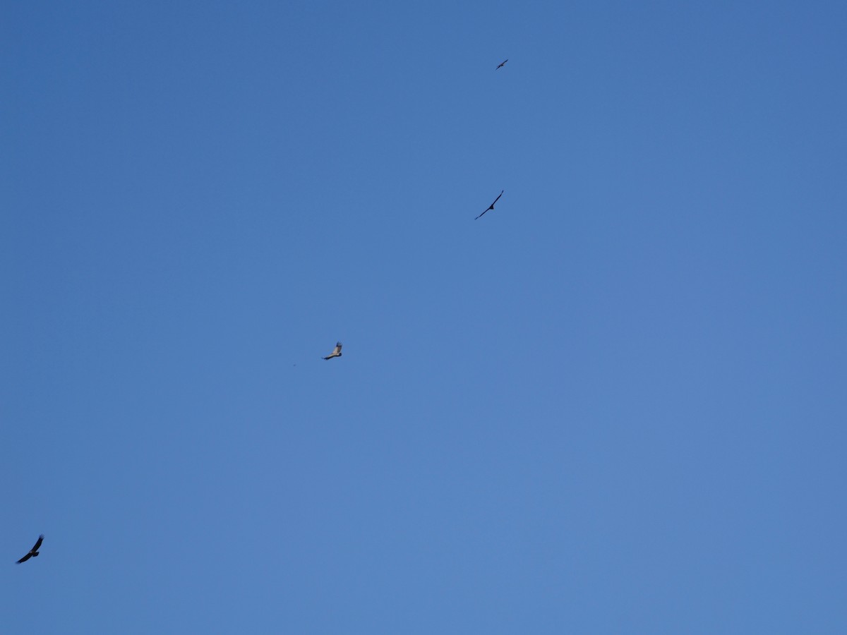 Eurasian Griffon - ML644595293