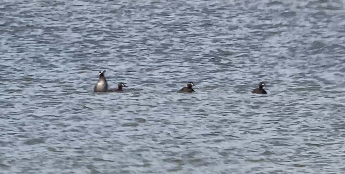 White-winged Scoter - ML644595312