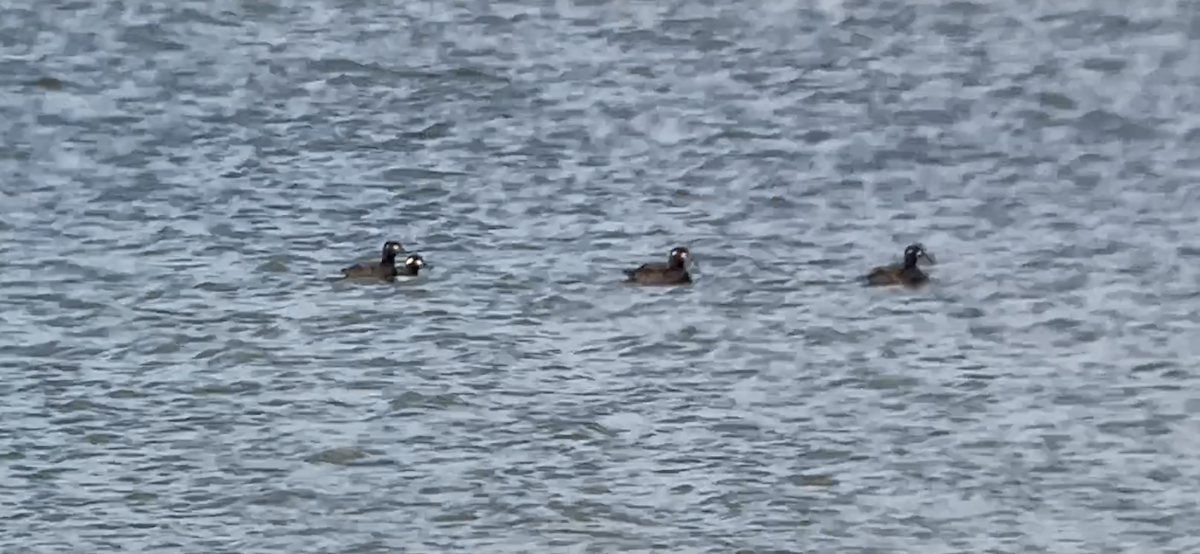 White-winged Scoter - ML644595313