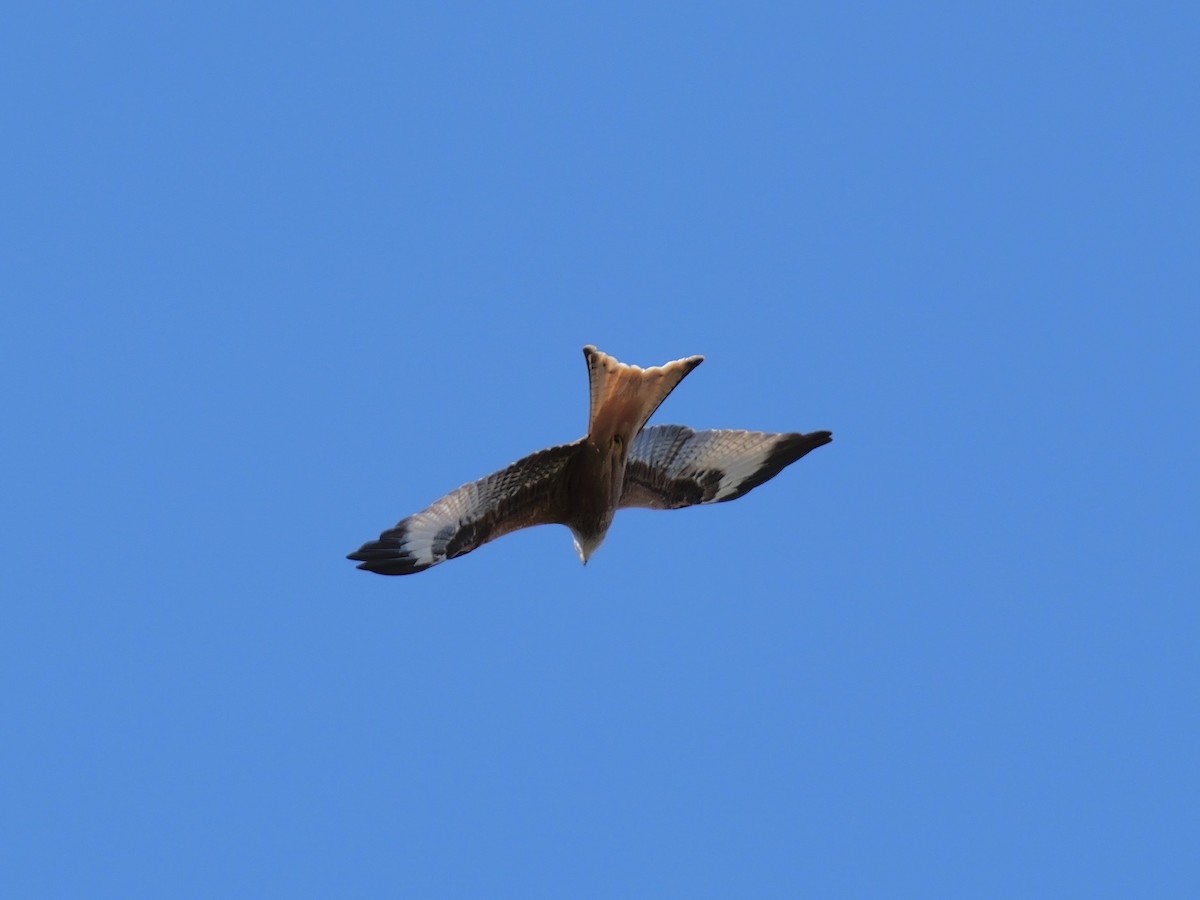 Red Kite - ML644595316