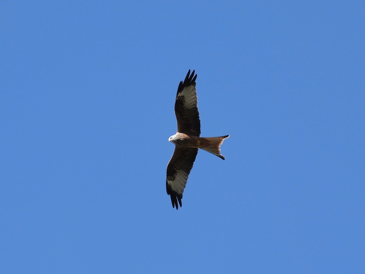 Red Kite - ML644595317