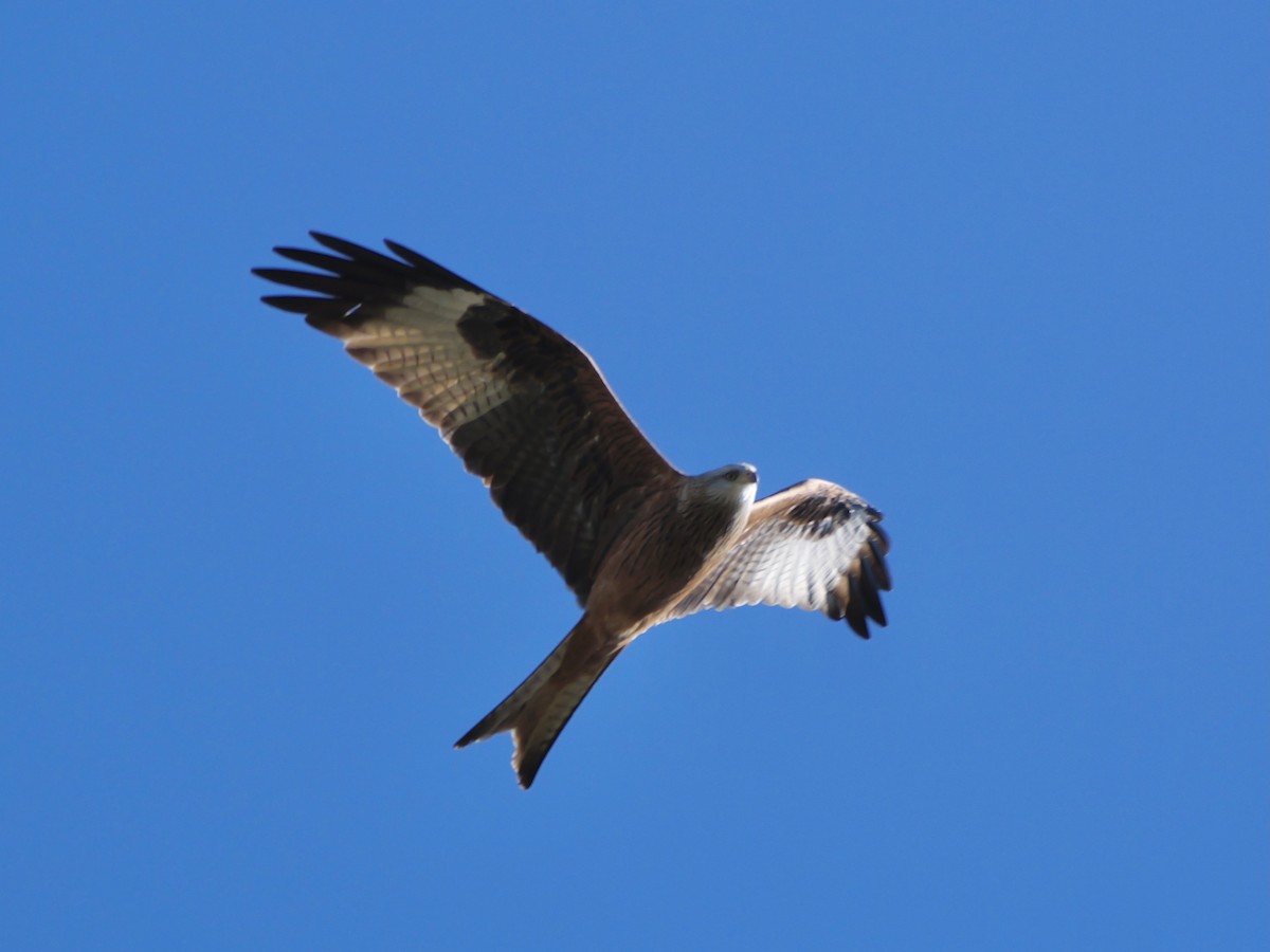 Red Kite - ML644595318