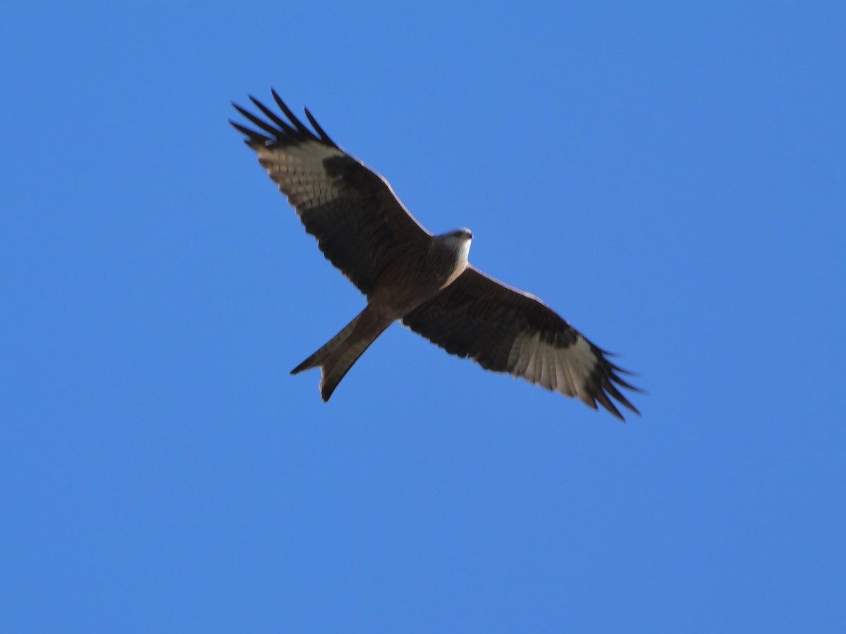 Red Kite - ML644595319