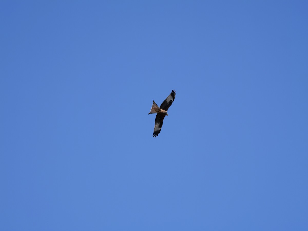 Red Kite - ML644595321