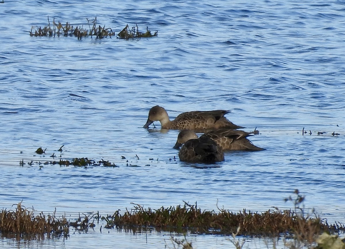 ハイイロコガモ - ML644595323