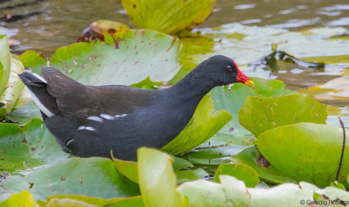 Eurasian Moorhen - ML644595326