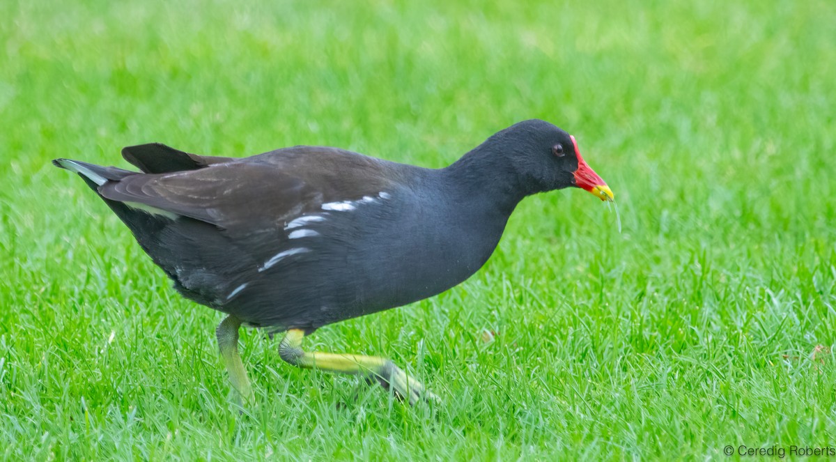 Eurasian Moorhen - ML644595334