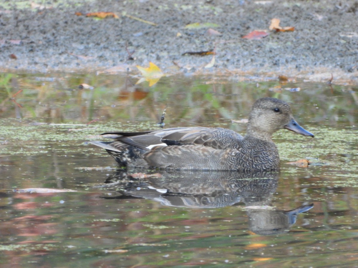 オカヨシガモ - ML644595335