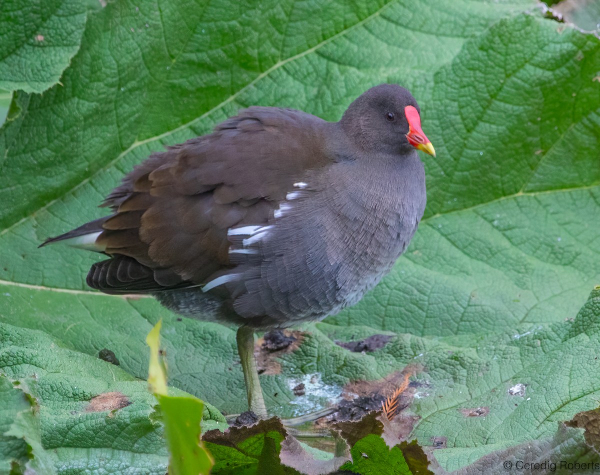 Eurasian Moorhen - ML644595340
