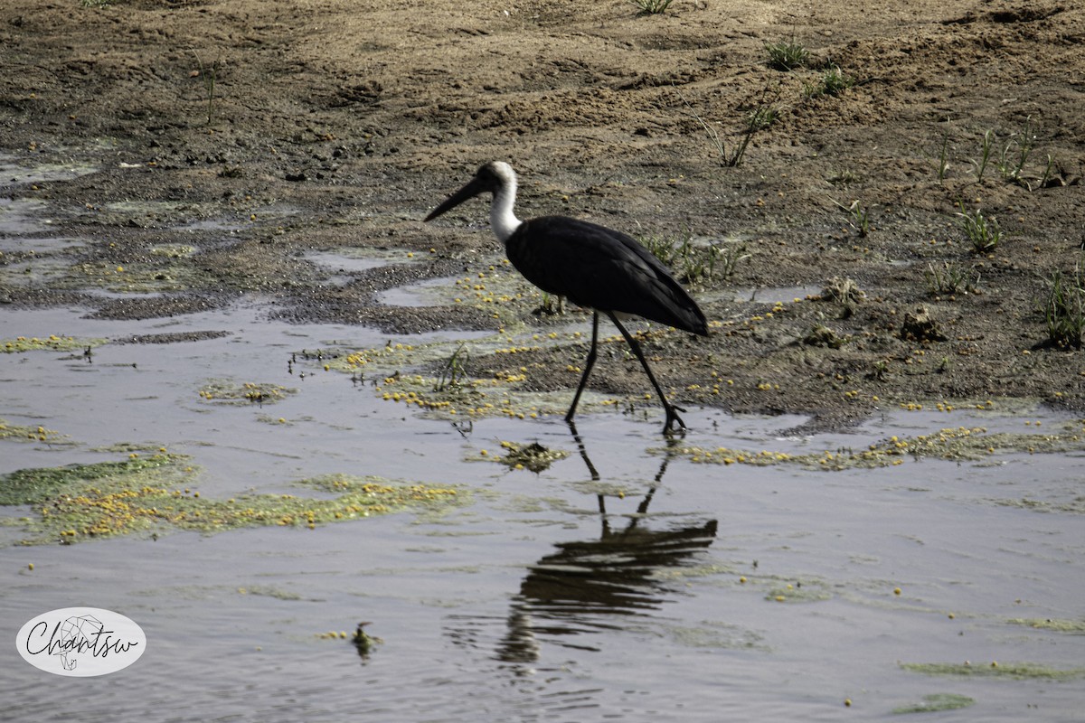 African Woolly-necked Stork - ML644595347