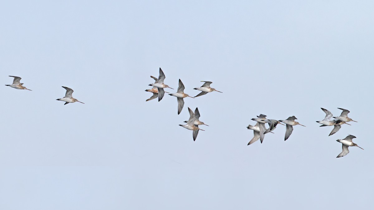 Bar-tailed Godwit - ML644595368