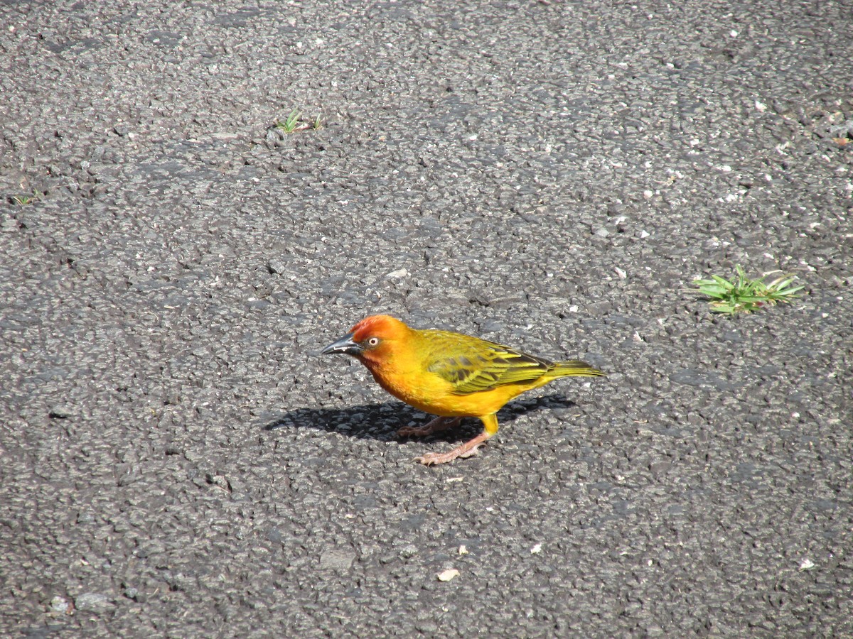 Cape Weaver - ML644595374