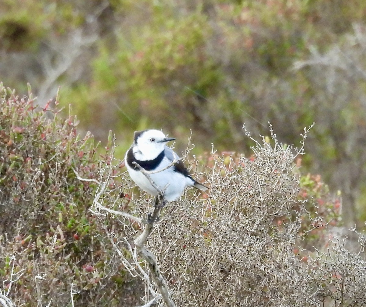 Eptianuro Pío - ML644595376