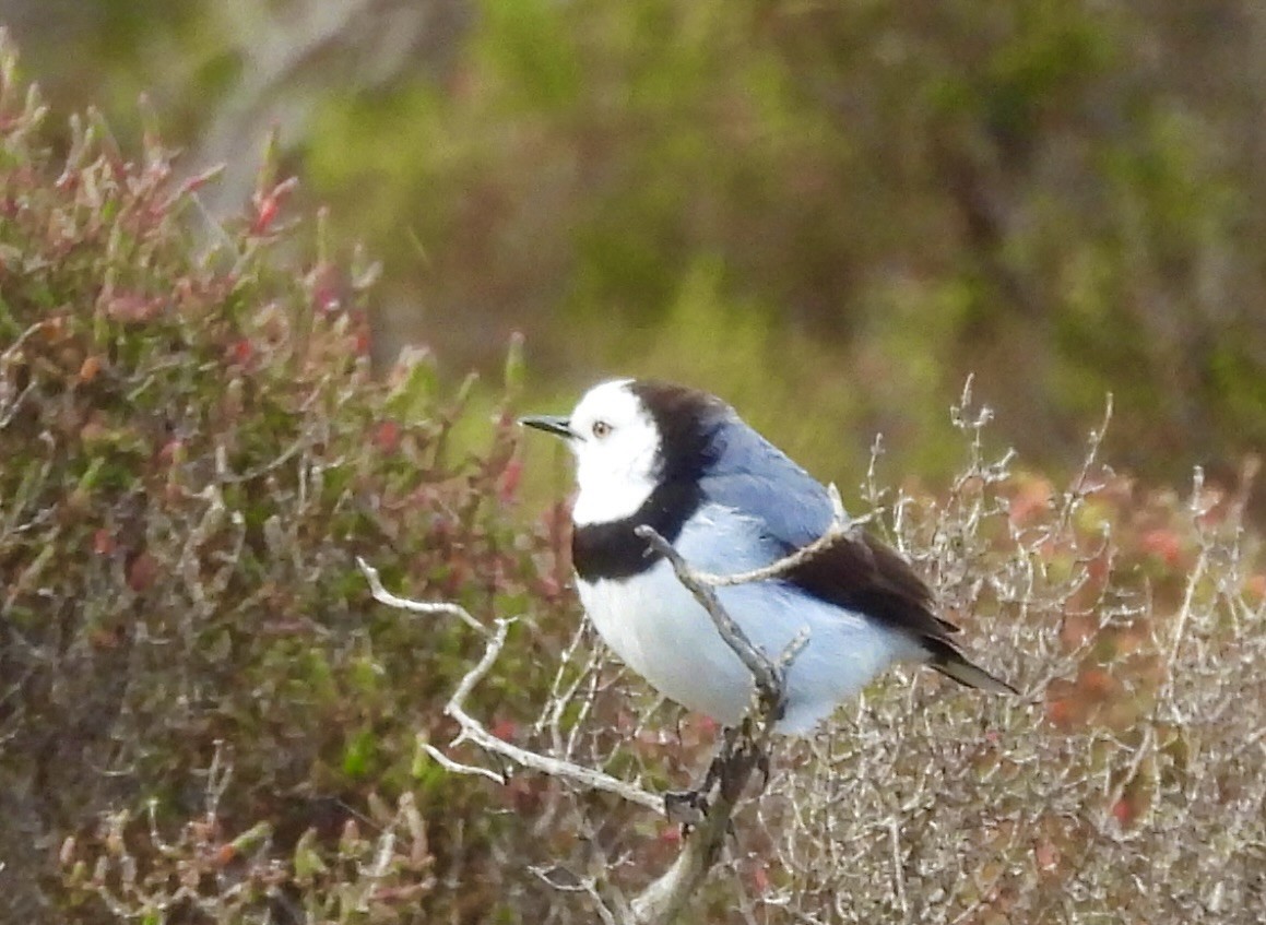 Eptianuro Pío - ML644595377