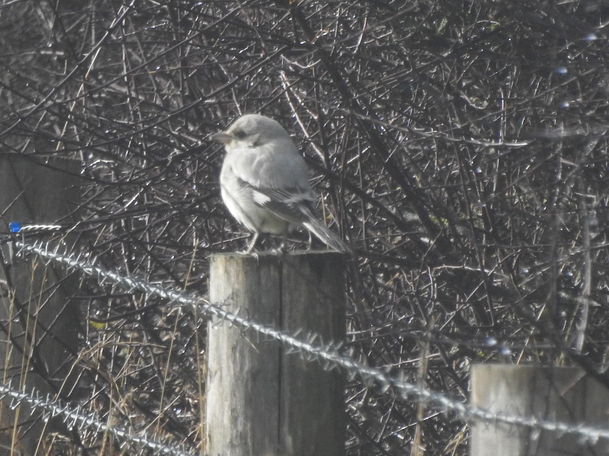 Great Gray Shrike (Steppe) - Derek Julian
