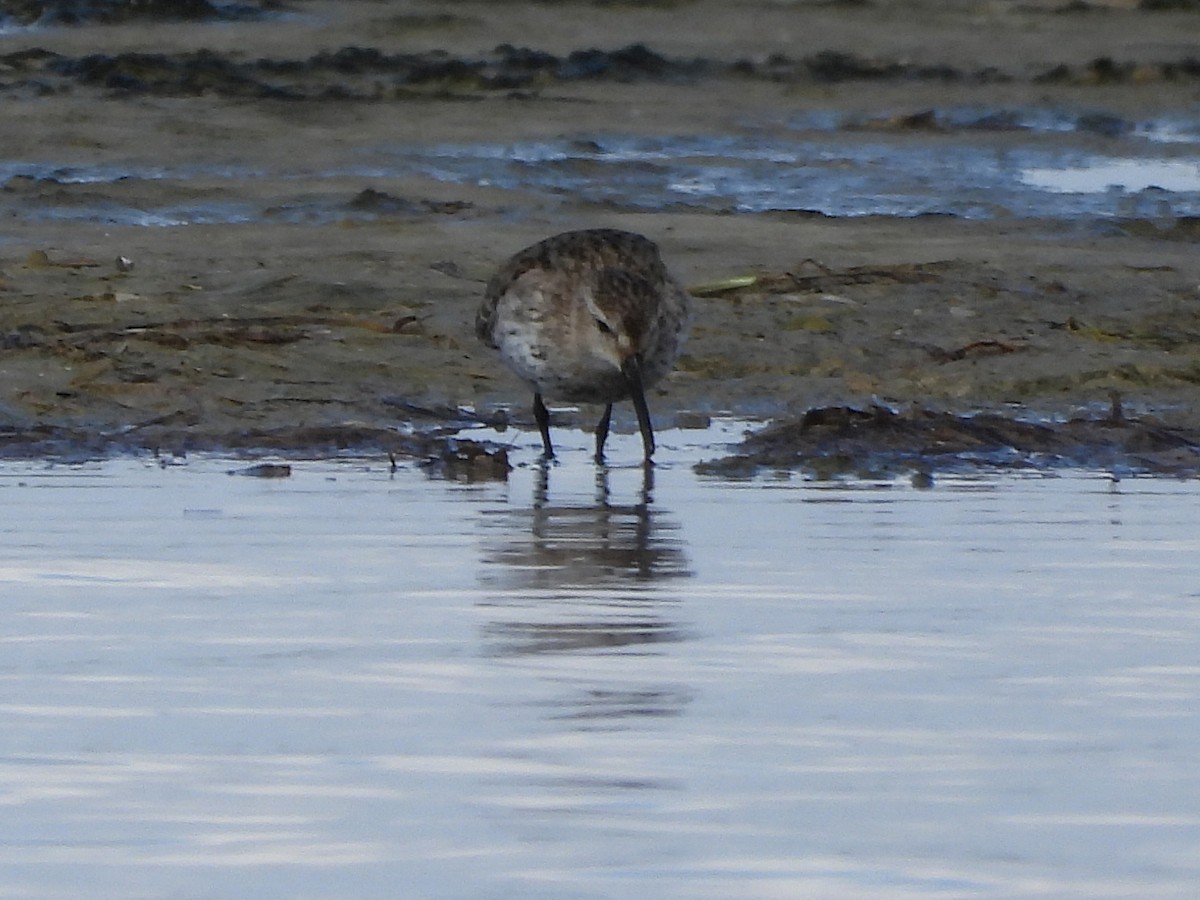 Побережник чорногрудий - ML644595385