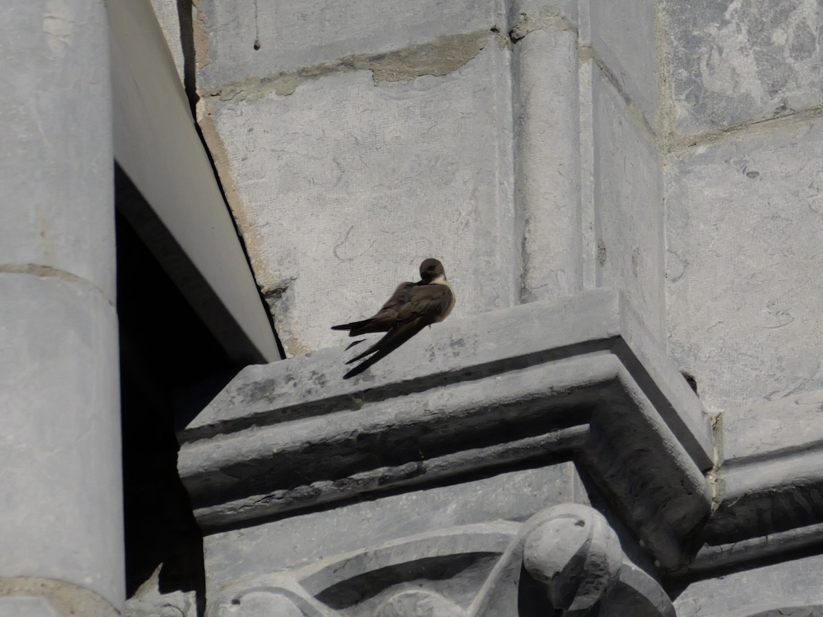 Haitz-enara eurasiarra - ML644595392