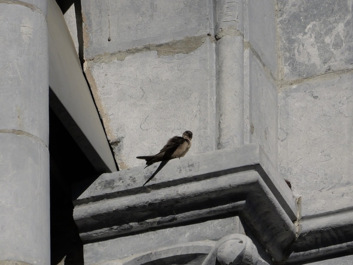 Haitz-enara eurasiarra - ML644595393