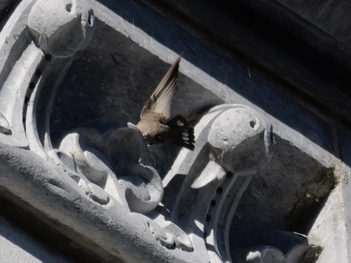 Haitz-enara eurasiarra - ML644595394