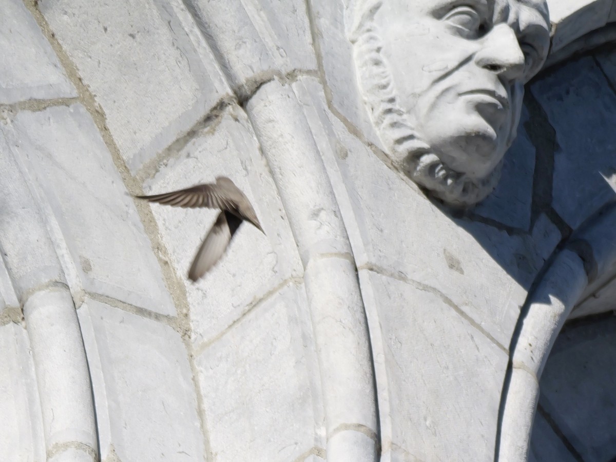 Haitz-enara eurasiarra - ML644595395