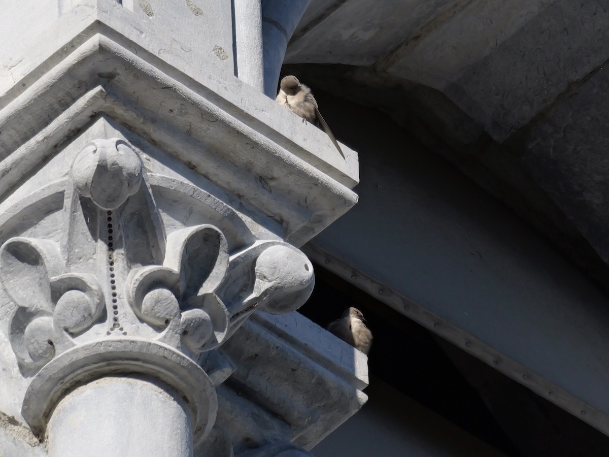 Haitz-enara eurasiarra - ML644595396