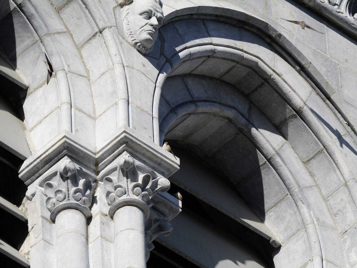 Haitz-enara eurasiarra - ML644595397