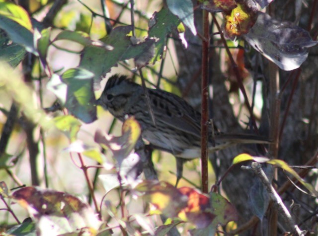 Lincoln's Sparrow - ML644595399