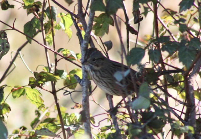 Lincoln's Sparrow - ML644595400