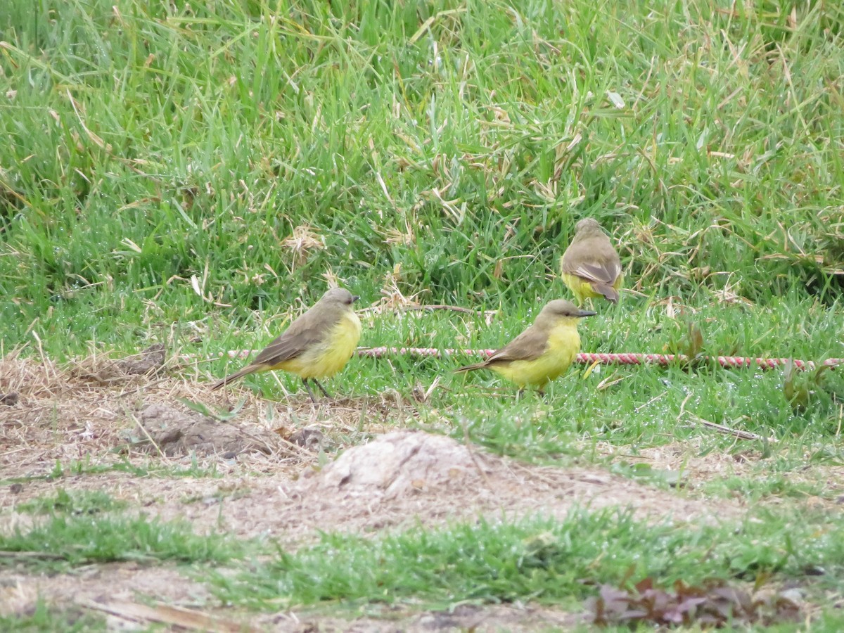 Cattle Tyrant - ML644595401