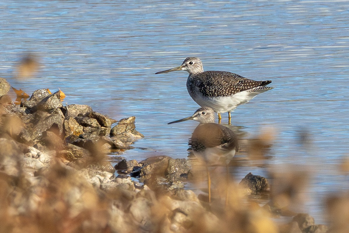 plystresnipe - ML644595405