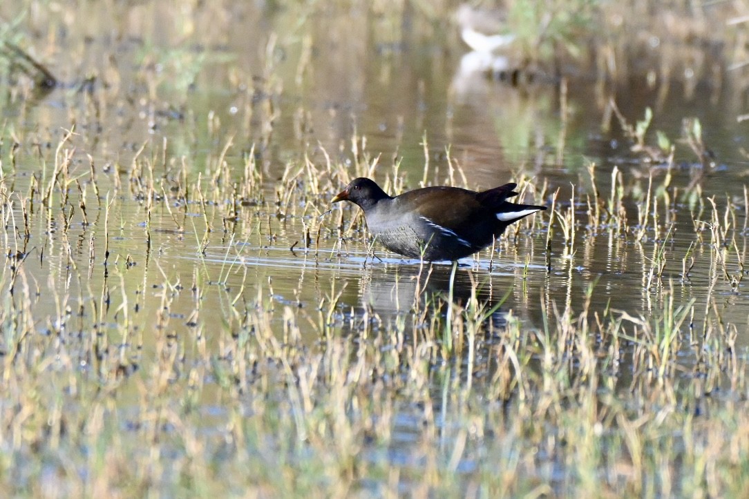 Eurasian Moorhen - ML644595407