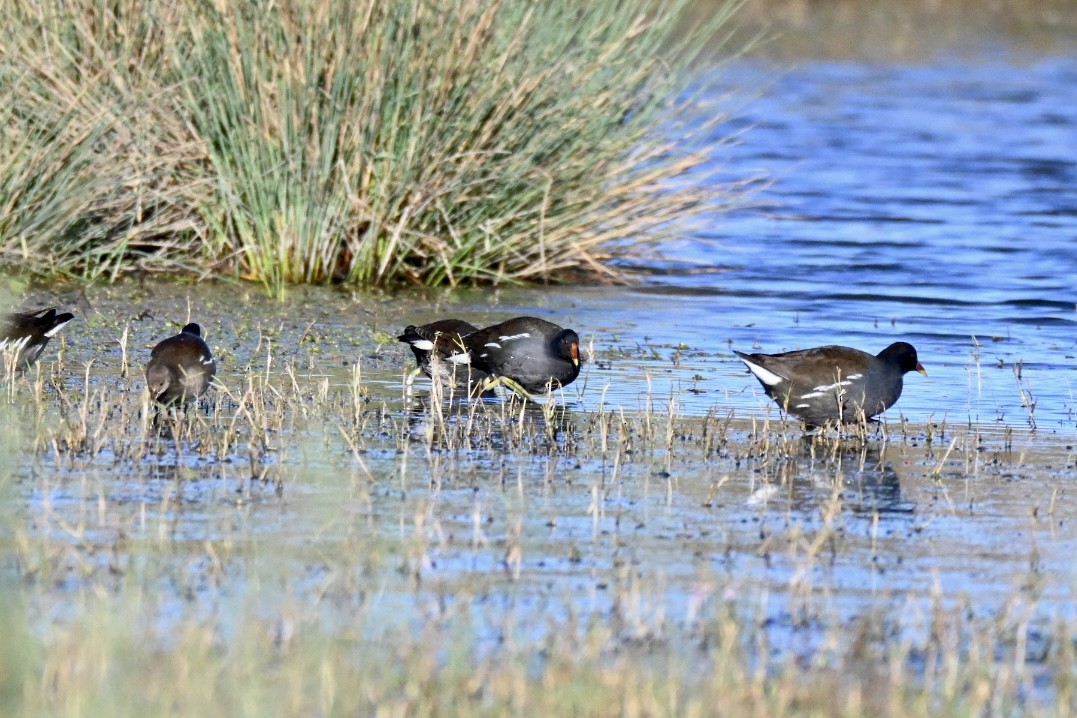 Eurasian Moorhen - ML644595408
