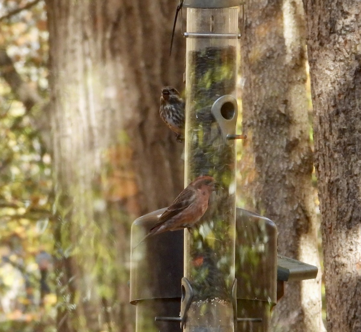 hýl nachový - ML644595414