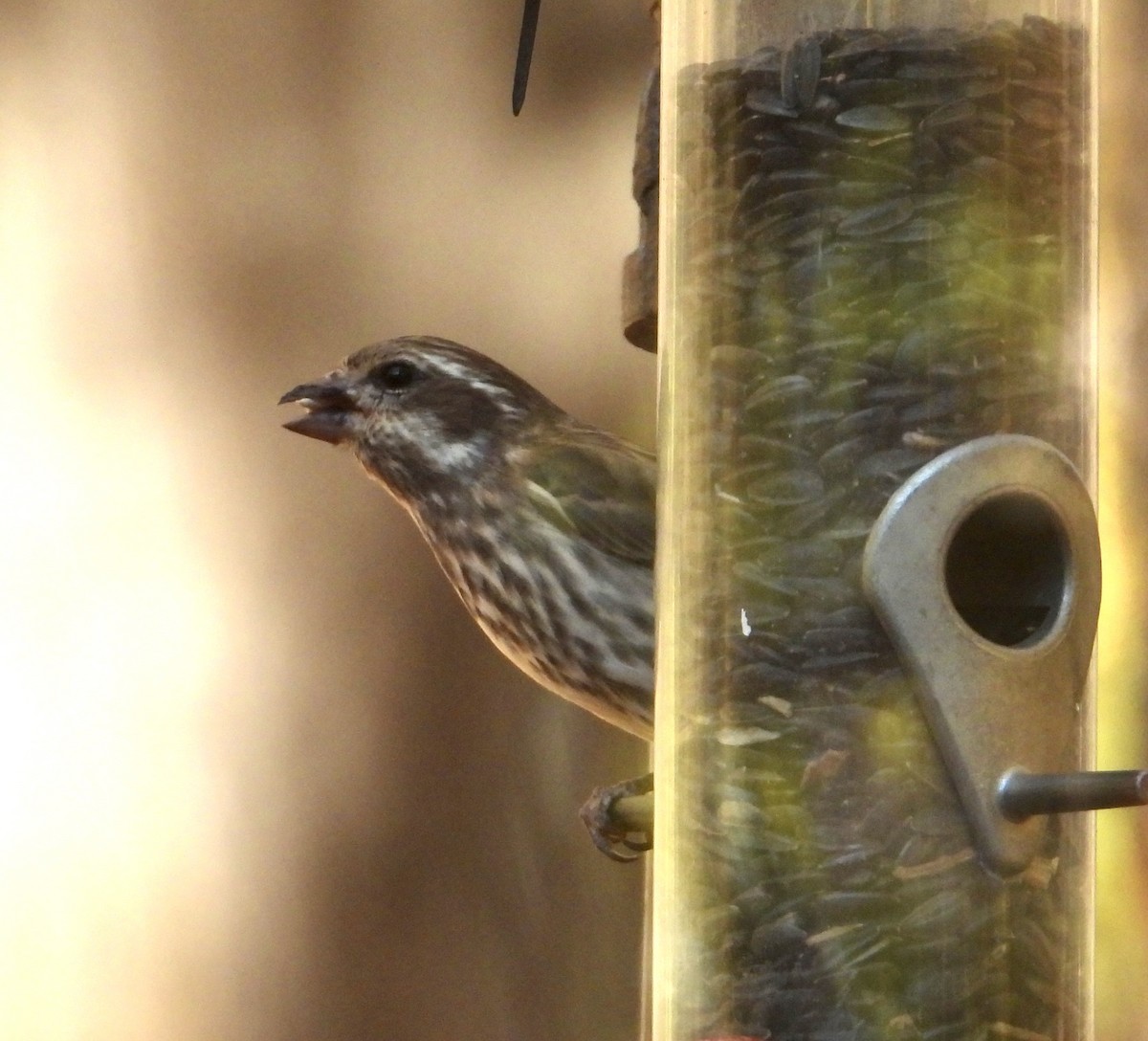 hýl nachový - ML644595415