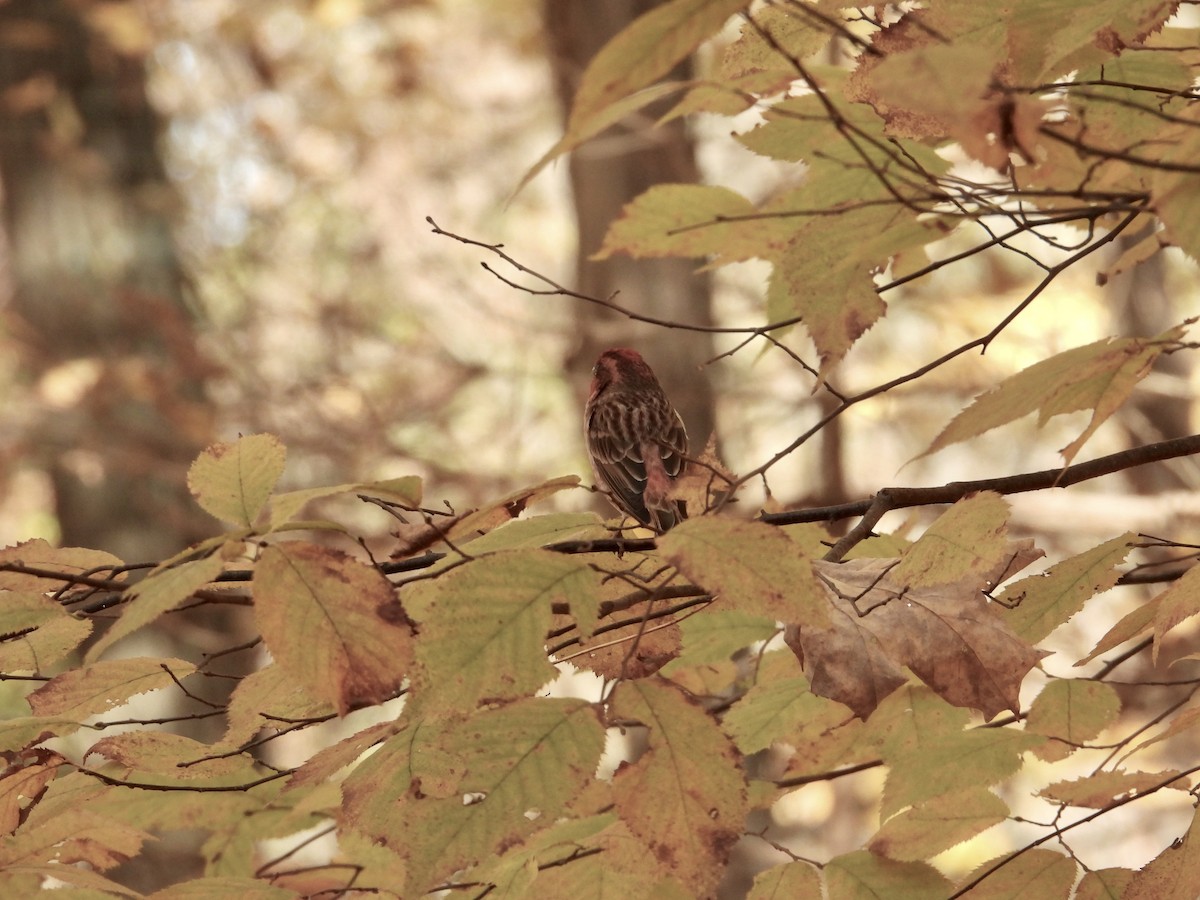 hýl nachový - ML644595416