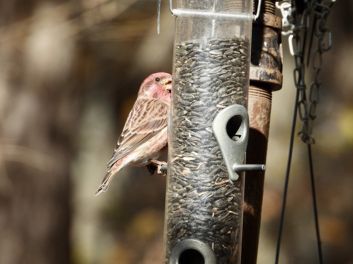 hýl nachový - ML644595417